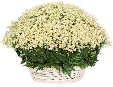Цветочная композиция из Ромашки в корзине #REPLACE_PRED# Верхние Татышлы
